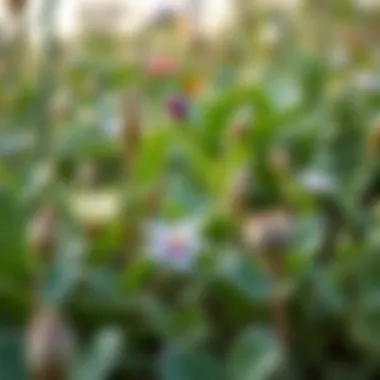 Close-up of diverse plant species thriving in Nad Al Sheba Mini Forest